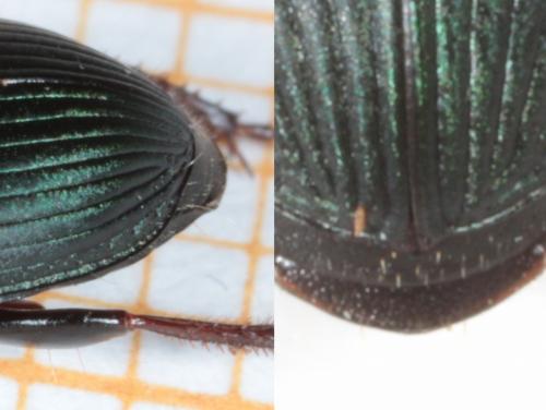 Harpalus honestus